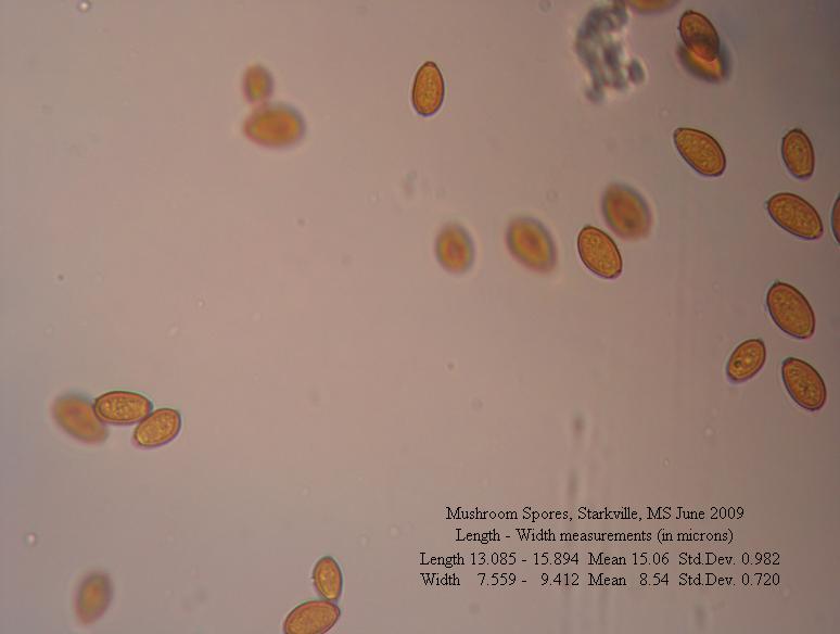 micrograph of spores